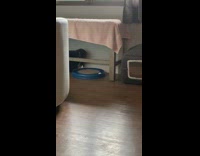 Cat plays with ball in blue toy