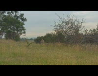 Huge kangaroo on yard stare at filmer