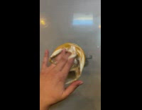 Person show cappuccino art then spill it