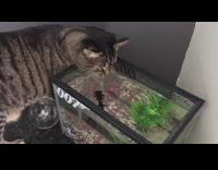 Cat drinks water from top of fish tank 