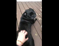 Black pug dog gets butt scratches