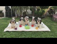 Black/White Puppy Tea Party on Towel On Grass