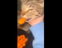 Woman caught cat stealing cheeto from plate