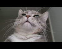 Guy lays in bed pets grey cat