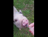 Pet pig drinks medicine from a syringe