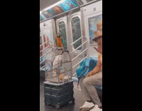 Bird sits metal cage white bird inside 