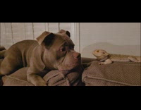 Dog lightly hit bearded dragon on sofa