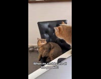 Cat on table jumps cat on chair