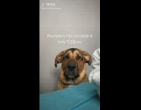 Dog wakes up owner early in morning