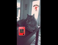 Cat in fireball glasses filter