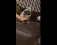 Black white puppy stand wants tennis ball