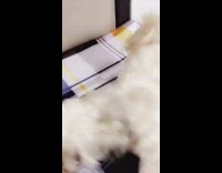 Small white dog bites plastic wrapper growls