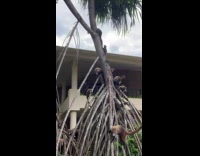 Coatis Climb Tree and Hangs Out on it