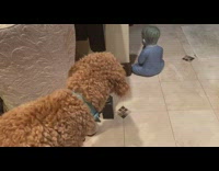 Curly dog scared at baby statue floor