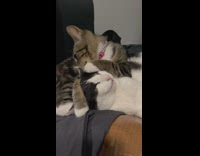 Kitten grooms other cat ears 