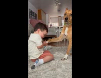 Little boy calls dog his baby holds paw 