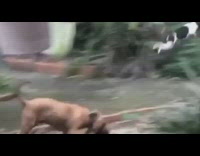 Black white dog jumps leaps into plants 