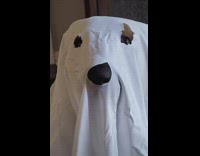 Ghost blanket sheet challenge with dog 