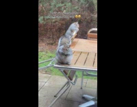 Woman sees chunky squirrel on her yard