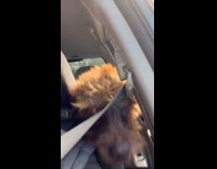 Dog rides car excited going to beach