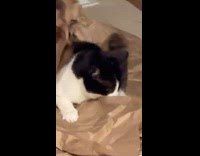 Collab Clips MPUGC2 - Man rubbing kraft paper on cats back 