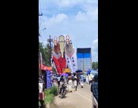 Two large inflatable cows for road parade