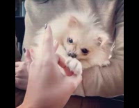 Girl black nail polish brown pomeranian dog