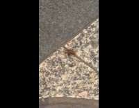 Filmer zooms in to cockroach subway platform