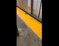 Rat walks on platform beside the train