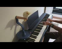 Yellow bird listens to guy play piano 