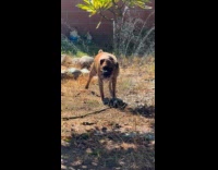 Dog plays with sprinkler water gets zoomies