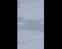 Tree climb fail snow mountain