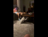 Dog meets new dog run around living room
