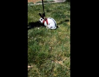Rabbit learns how to walk with leash