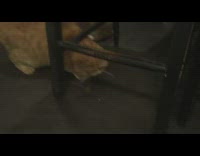 Two orange cat play and eat grasshopper