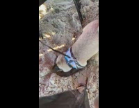 Pug dog black leash digs sand 