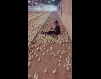 Guy surrounded by baby chickens clapping