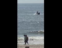 Whale breeches from water 