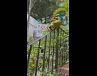 Wild parrot grind slide down railings stairs