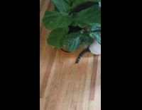 White cat bites leg guy tattoo mood 