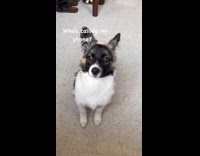 Dog compilation nokia video of cute face