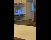 Brown dog bark at dog on TV