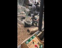 Zoo keeper inside of exhibit playing with porcupines 