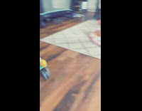 Dog baby stare at crab toy 