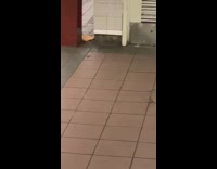 Rat eats pizza slice and drags it down subway station