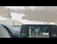 Deer run in front of car snow radio