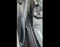 Lizard stuck under the car plastic cover