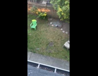Man shows yard full of rats pt. 1