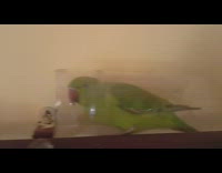 Green bird inside the plastic bottle on the curtain rod