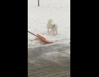 Man shovel snow throw on white dog